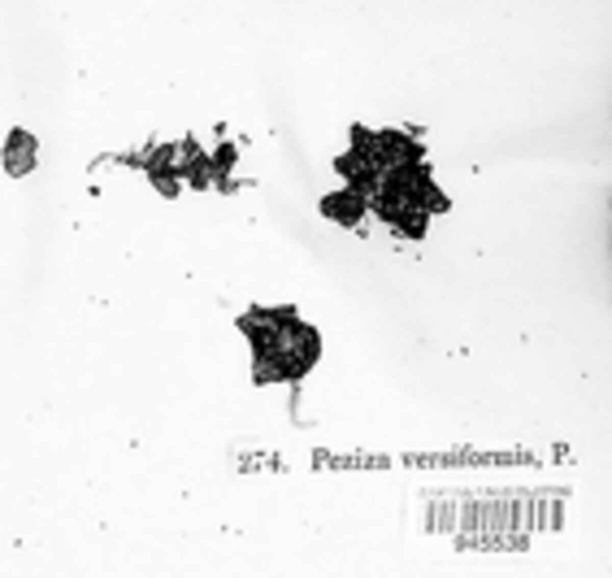 Chlorencoelia versiformis image